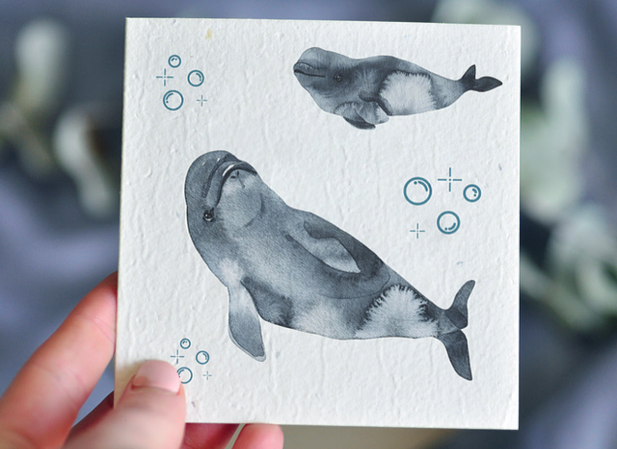 JONAH Plantable Greeting Card