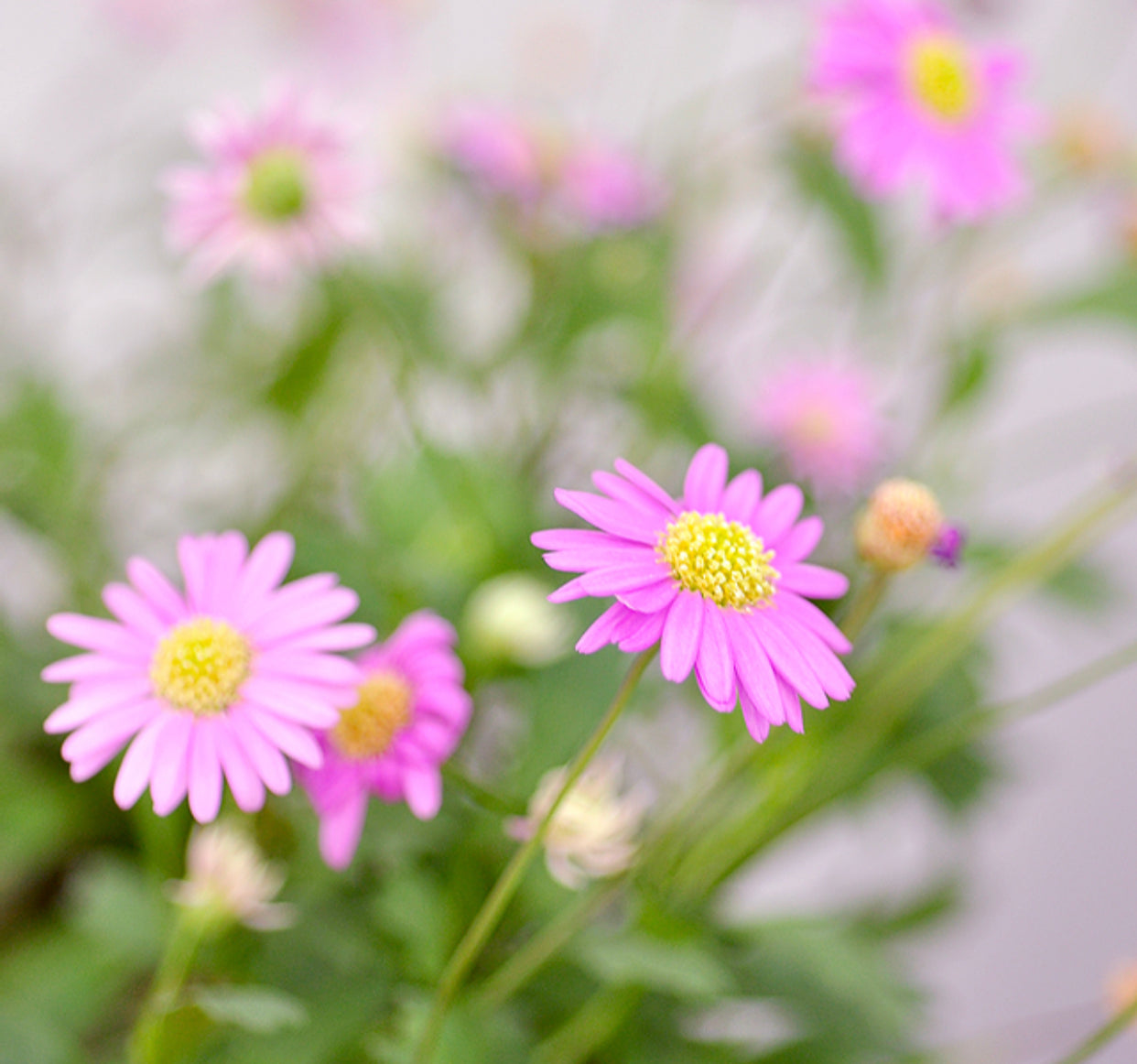Daisee Plantable Greeting Card